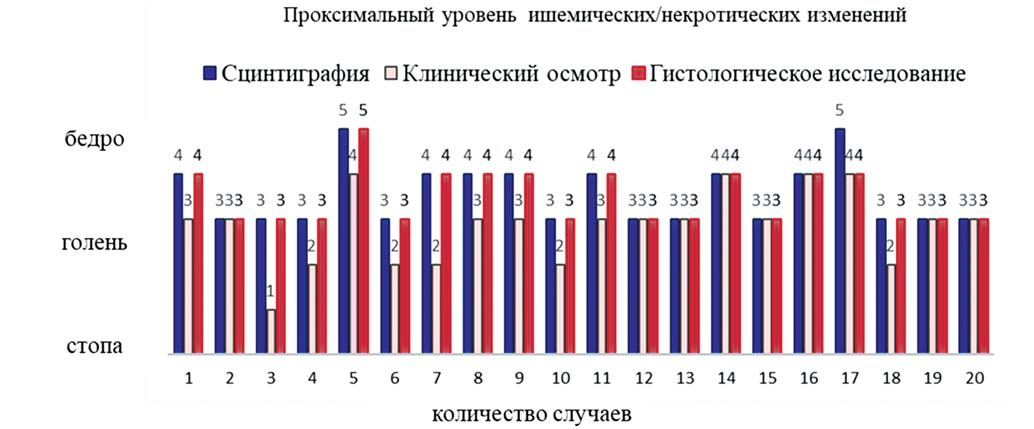 Рис. 11. Проксимальный уровень ишемических и/или некротических изменений по данным сцинтиграфии, клинического осмотра и гистологического исследования.